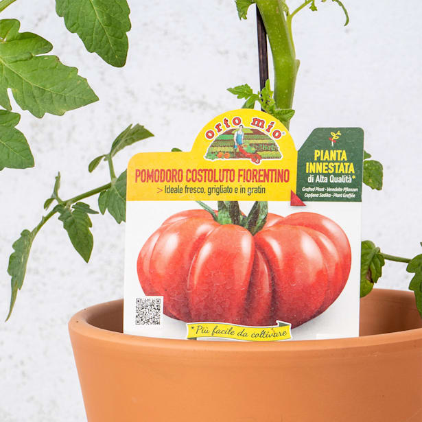 Tomate injertado Superestriado - Planta de huerto