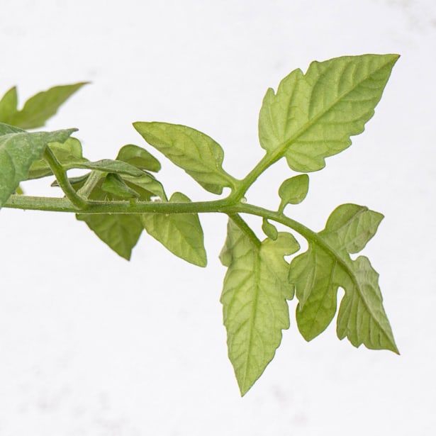 Tomate injertado Cherry - Planta de huerto