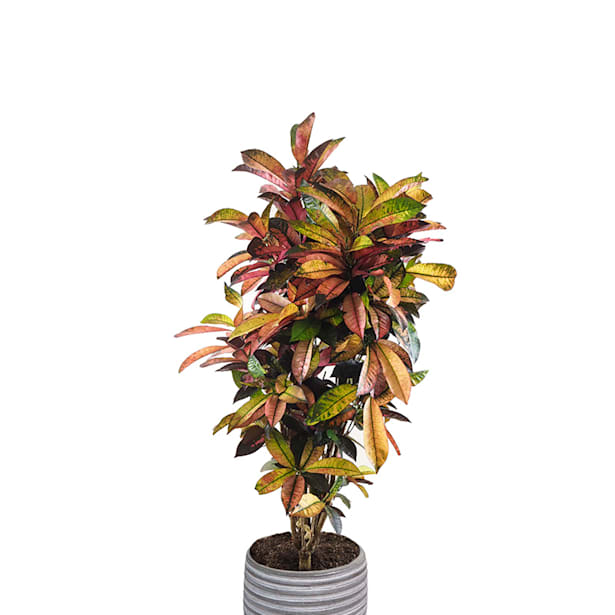 Croton variegatum 'Mrs. Iceton'