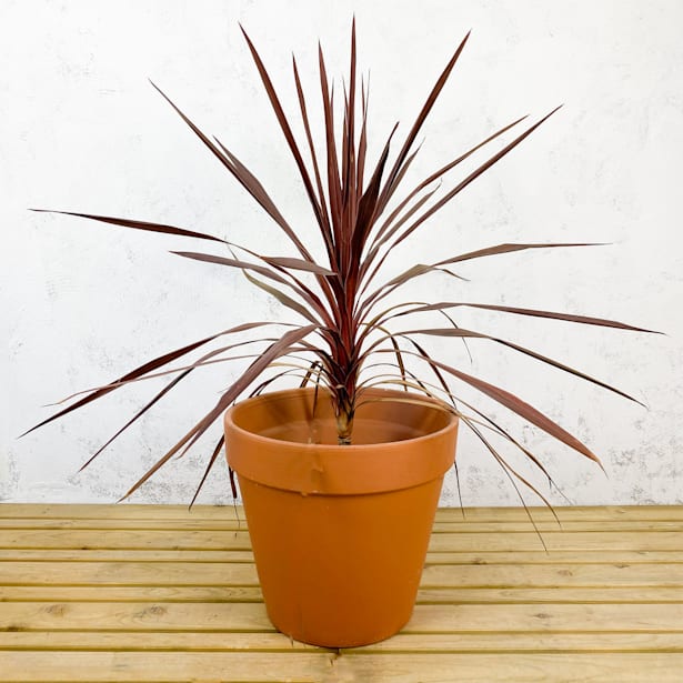 Dracaena Cordyline australis 'Red Star'