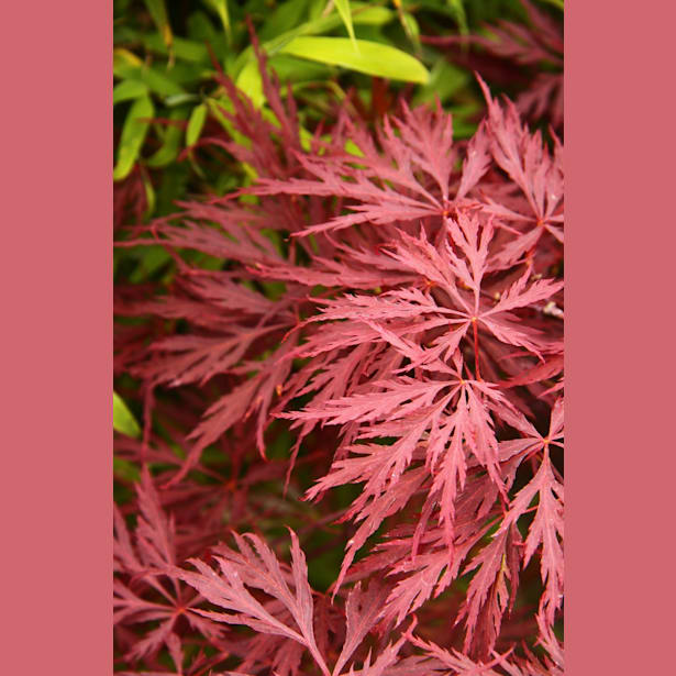 Acer palmatum 'Dissectum garnet'