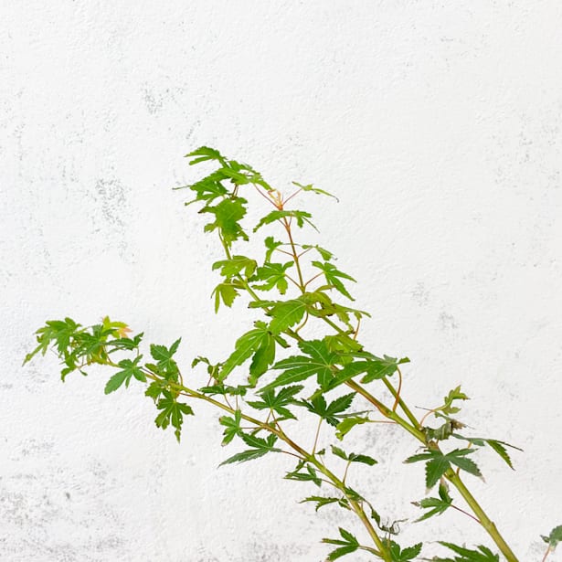 Acer palmatum katsura