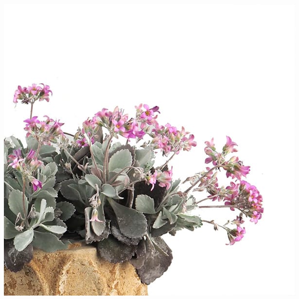 Kalanchoe pumila