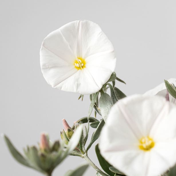 Convolvulus cneorum - Campanilla plateada