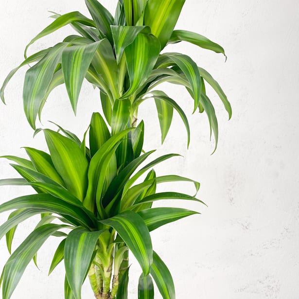 Dracaena fragrans 'Hawaiian Sunshine'