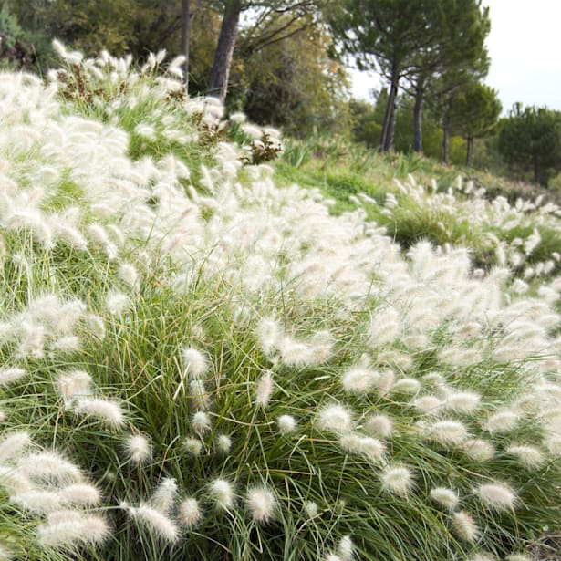 Gramínea Pennisetum villosum