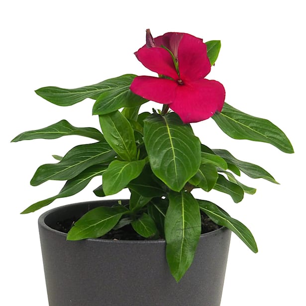 Vinca (catharanthus roseus)