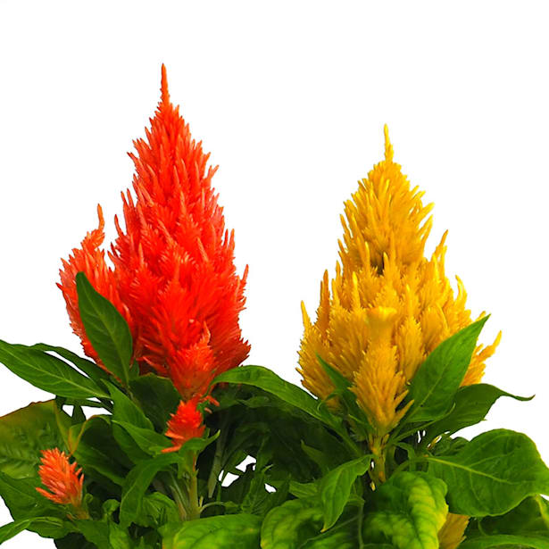 Celosia argentea plumosa