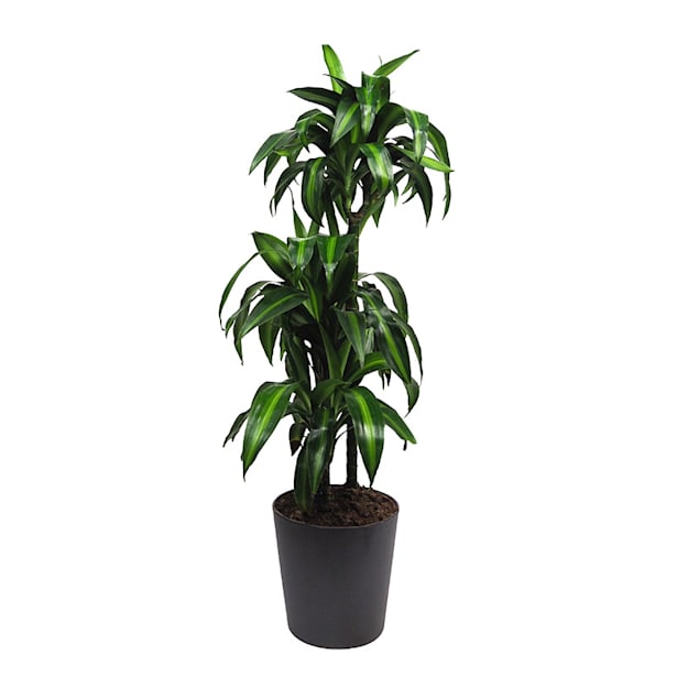 Dracaena fragrans 'Hawaiian Sunshine'