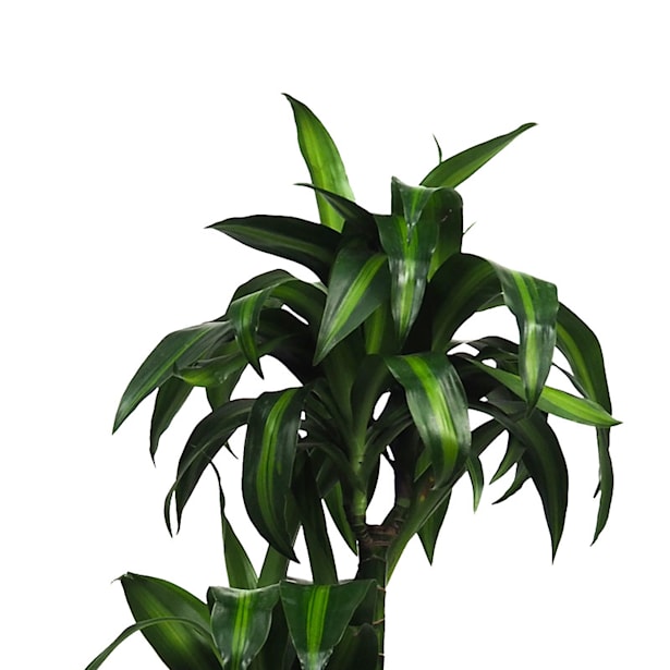 Dracaena fragrans 'Hawaiian Sunshine'