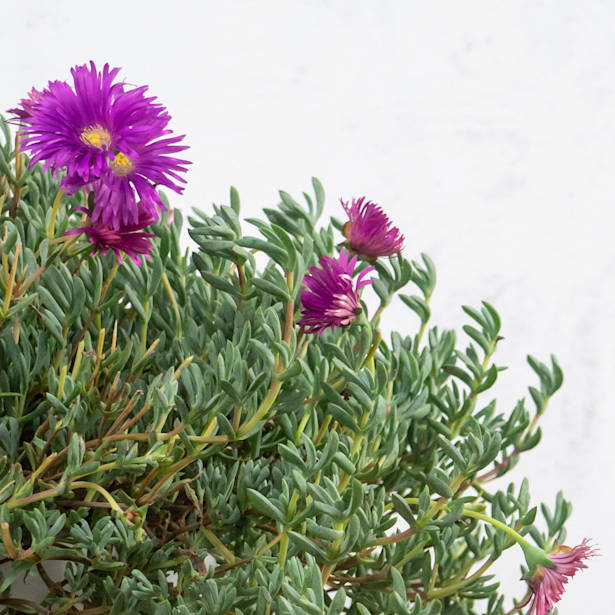 Mesembryanthemum - Escarchada (en varios colores)