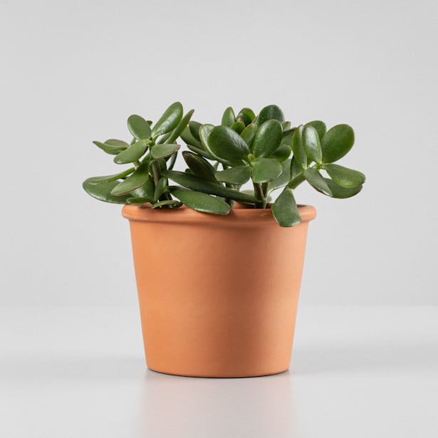 Crassula en macetero colgante — The Garden