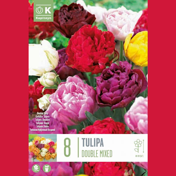 Bolsa 8 bulbos tulipanes viridiflora groenland