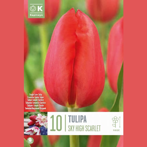 Bolsa 10 bulbos tulipanes single late sky high scarlet