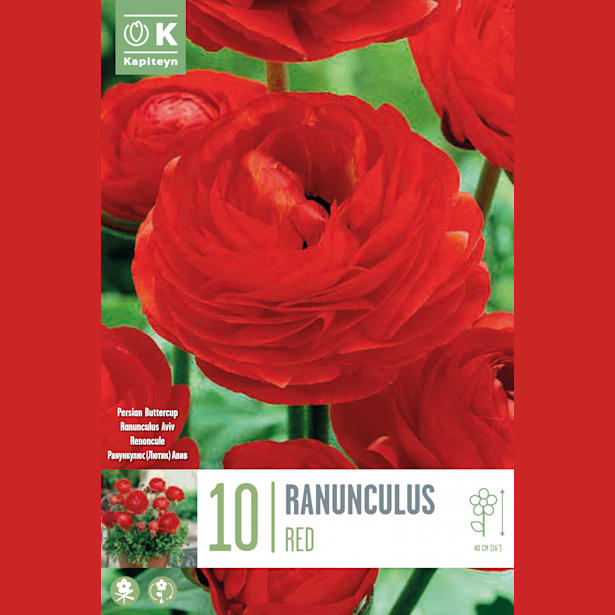 Bulbos Ranunculo Rojo 10uds