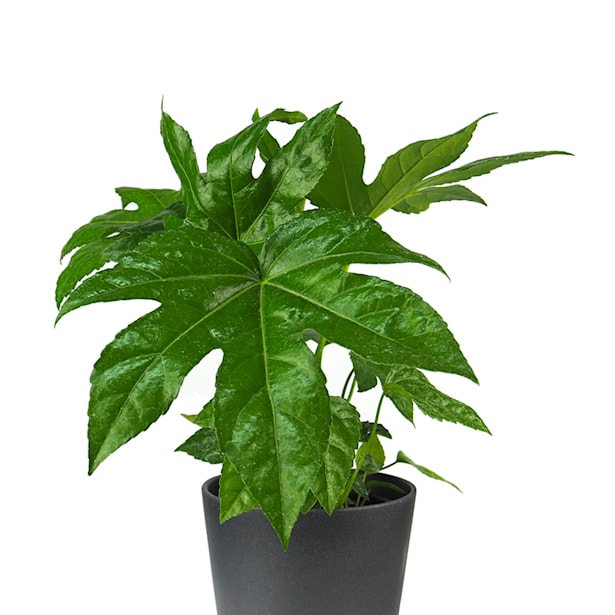 Aralia (fatsia japonica)