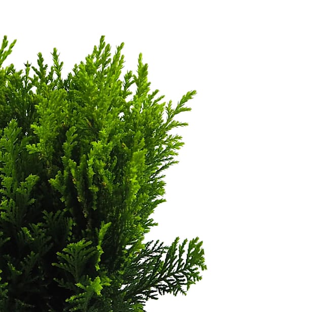 Chamaecyparis lawsoniana ellwoods empire