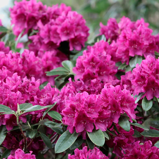 Rododendro (rhododendron)