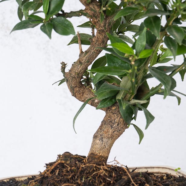 Bonsai naranjo 10 años (bonsai citrus myrtifolia)