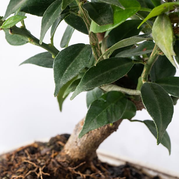 Bonsai Naranjo moruno (Citrus myrtifolia)