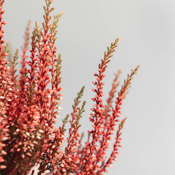 Brezo común - Calluna Teñida (varios colores)