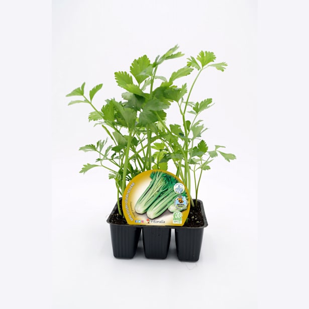 Apio - Pack de 6 plantas de huerto