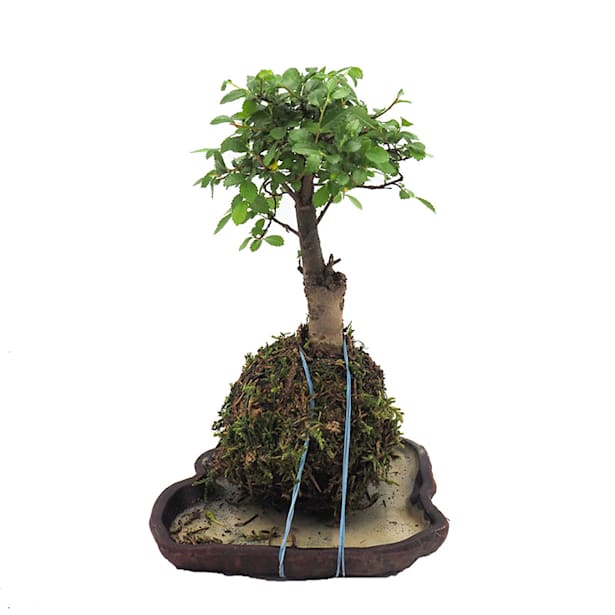 Bonsái  kokedama