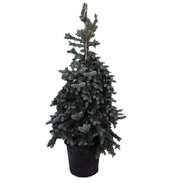 Picea pungens glauca hopsii 125/150 cjv