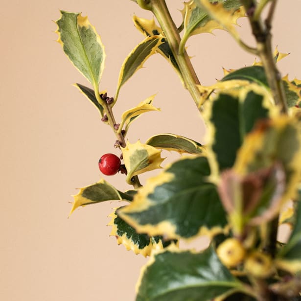 Acebo (Ilex aquifolium 'Argentea Marginata')