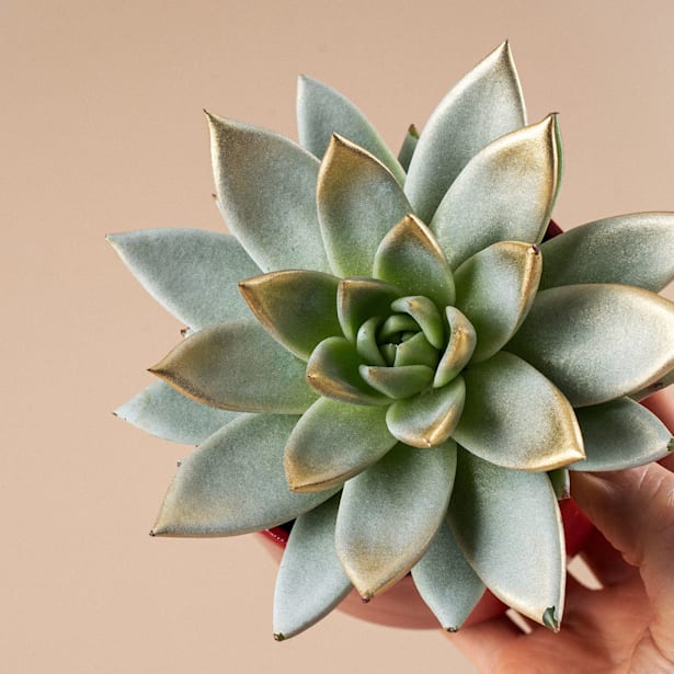 Echeveria miranda de colores