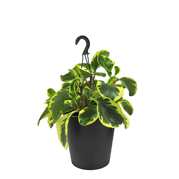 Peperomia (varias especies)