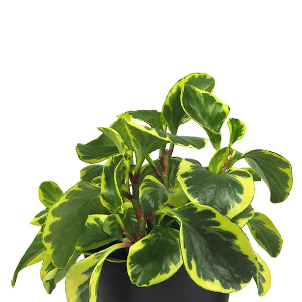 Peperomia (varias especies)