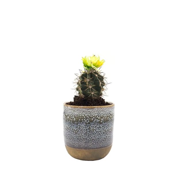 Cactus flor (variado)