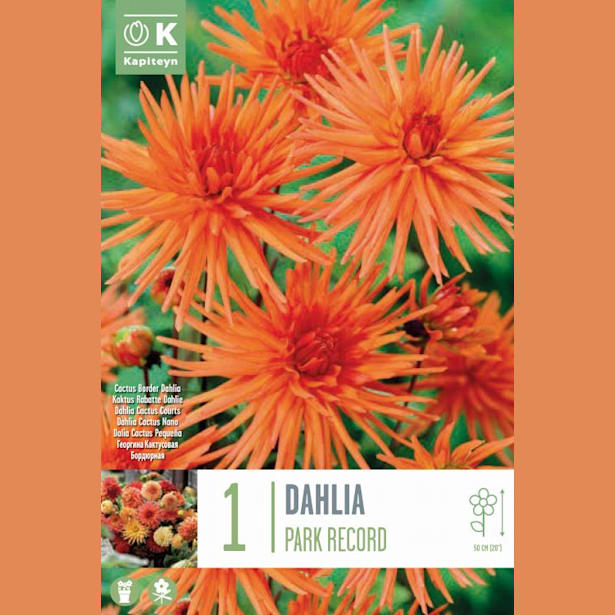 Bulbos de Dahlia 'Park Record'