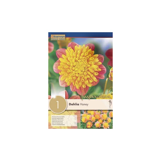 Bulbos de Dahlia 'Honey'