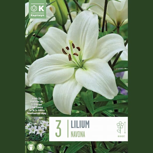 Bulbos Lilium Navona Blanco 3uds