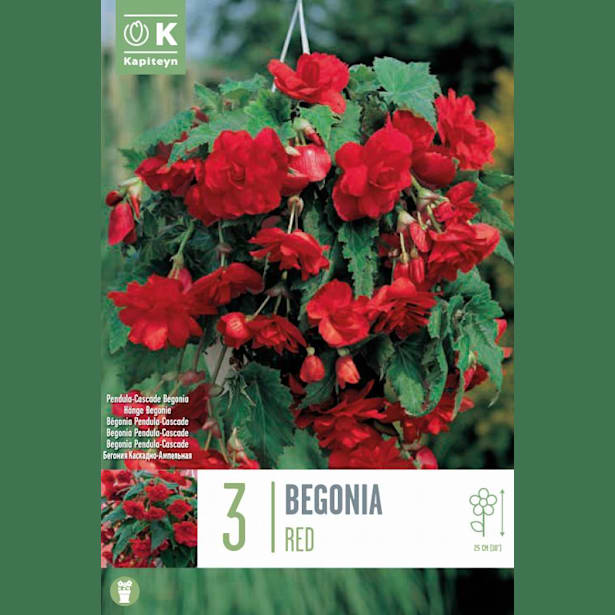 Bulbos Begonia Pendula Cascade Rojo 3uds