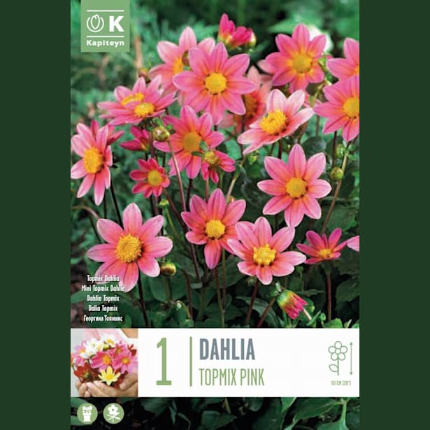 Bulbos de Dahlia 'Topxmix Pink'