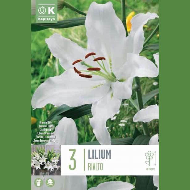 Bulbos Lilium rialto 3uds