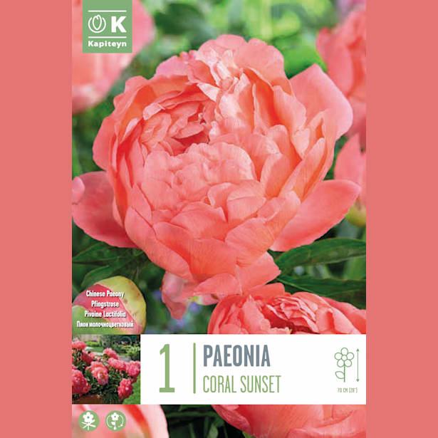 Bulbos de Paeonia 'Coral Sunset"