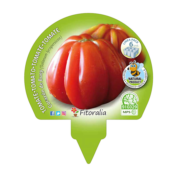 Tomate corazon de buey- Pack de 6 plantas de huerto