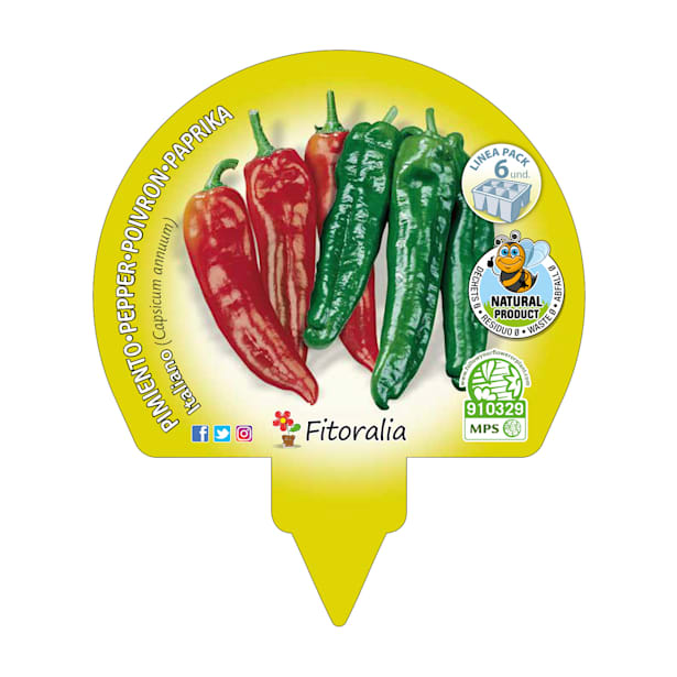 Pimiento italiano - Pack de 6 plantas de huerto