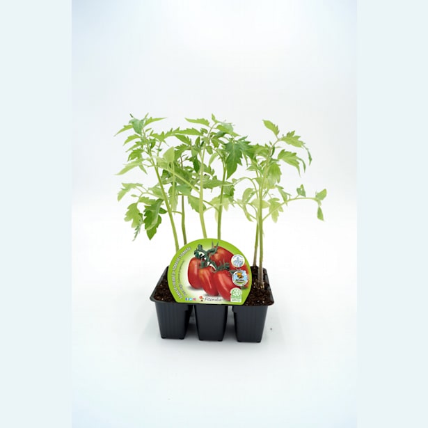 Tomate pera mata baja - Pack de 6 plantas de huerto