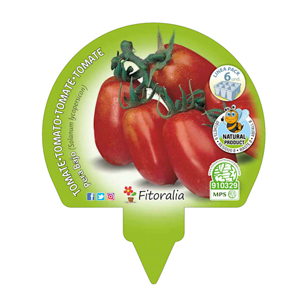 Tomate pera mata baja - Pack de 6 plantas de huerto