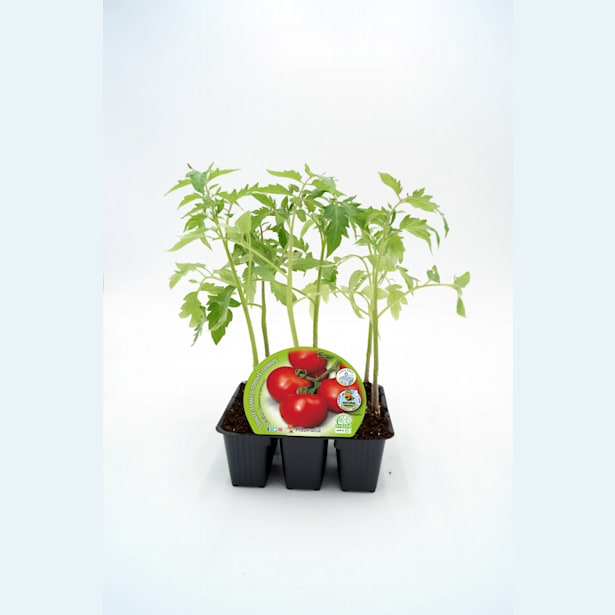 Tomate racimo - Pack de 6 plantas de huerto