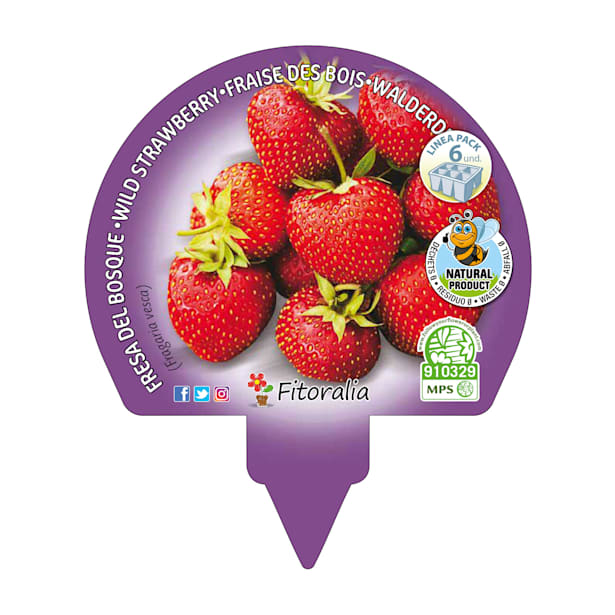 Fresas del bosque - Pack de 6 plantas de huerto