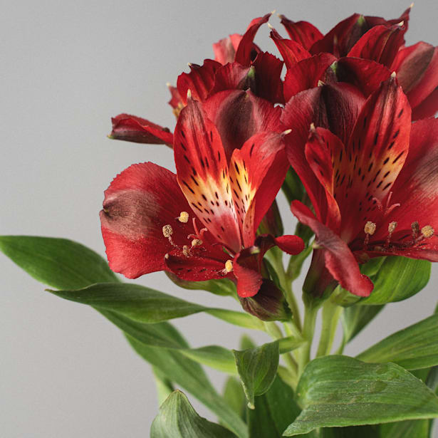 Alstroemeria (colores variados)