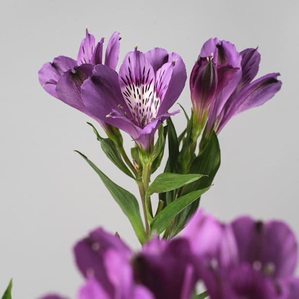 Alstroemeria (colores variados)