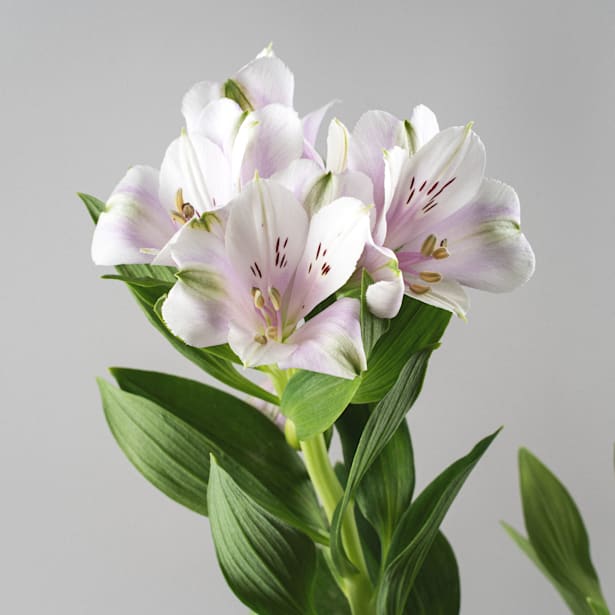 Alstroemeria (colores variados)