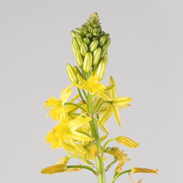 Bulbine Frutescens